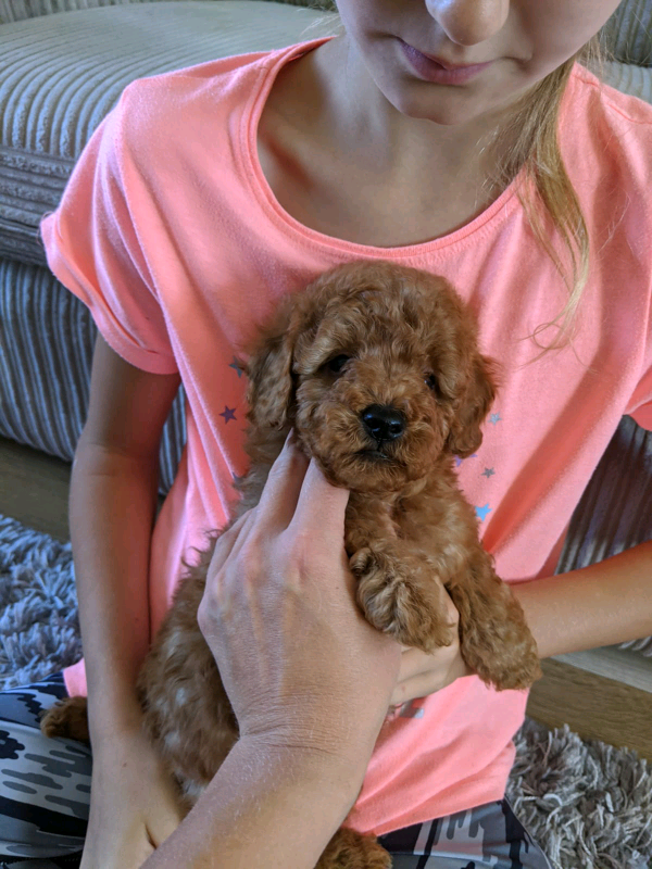 miniature poodle gumtree